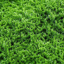 Catral Jardin Vertical Moss 100 x 100