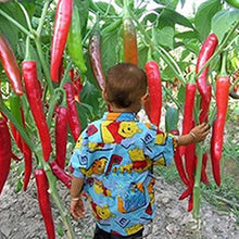 SaySure - 1bag Spicy Chili Pepper Seeds 10 Red Hot Spices Plants