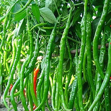SaySure - 1bag Spicy Chili Pepper Seeds 10 Red Hot Spices Plants